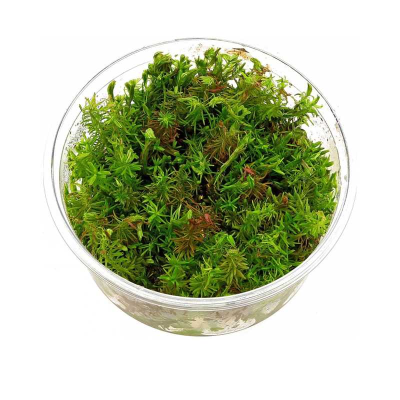 Obrázok pre Ukážkový NEPREDAJNÝ produkt Rotala wallichii